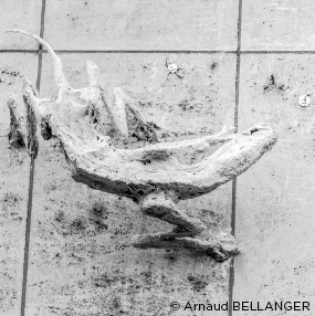 Sculpture de T.L��o ?Arnaud BELLANGER